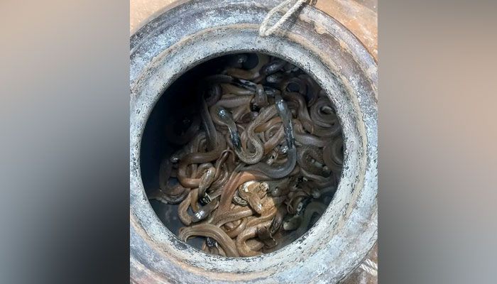 শোয়ার ঘরে গোখরা সাপের ২৫টি বাচ্চা