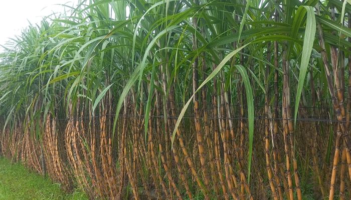 আখে লাভ, বাড়ছে উৎপাদন 