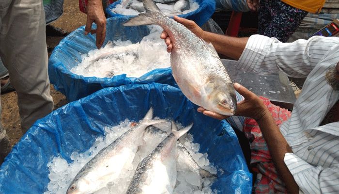 সরবরাহ বাড়লেও দাম কমেনি ইলিশের