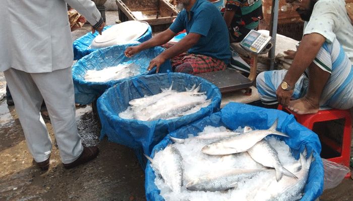 সরবরাহ বাড়লেও দাম কমেনি ইলিশের