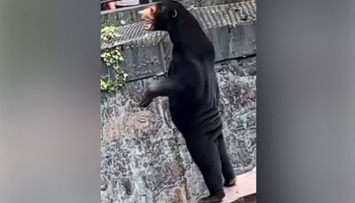 চীনে মানুষের মতো ভল্লুক দেখতে হুড়োহুড়ি
