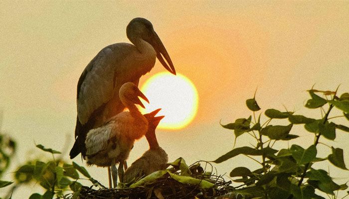 বিহারহাট যেন শামুকখোল পাখির রাজ্য