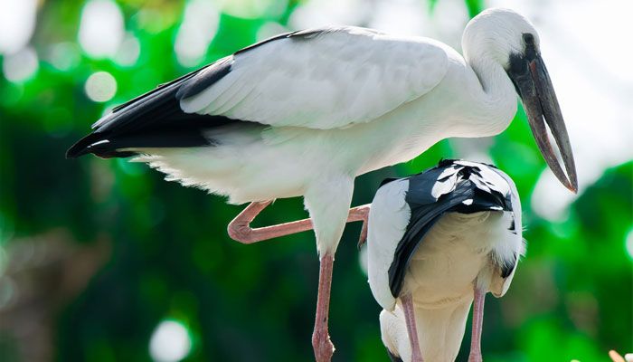 বিহারহাট যেন শামুকখোল পাখির রাজ্য