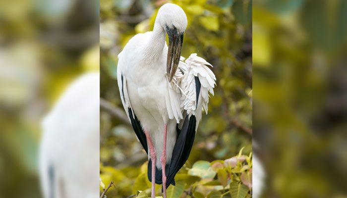 বিহারহাট যেন শামুকখোল পাখির রাজ্য