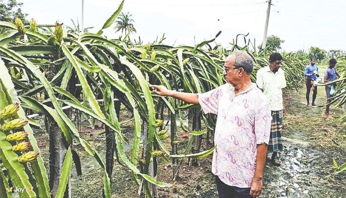 আমডাঙ্গার বিলে বাবুলের ড্রাগন 