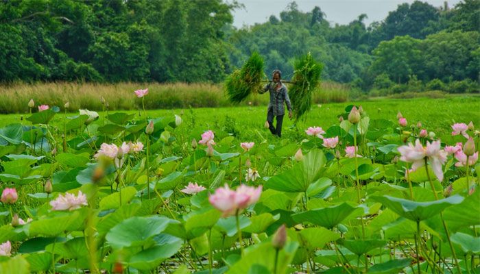 পদ্মফুল