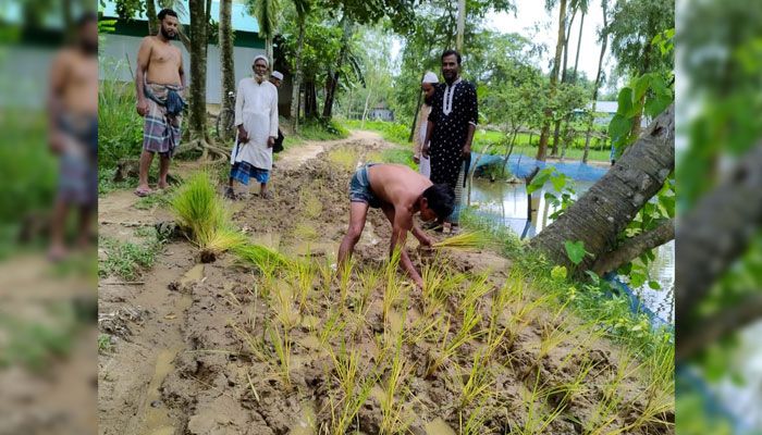 রাস্তায় ধানের চারা রোপণ করে প্রতিবাদ