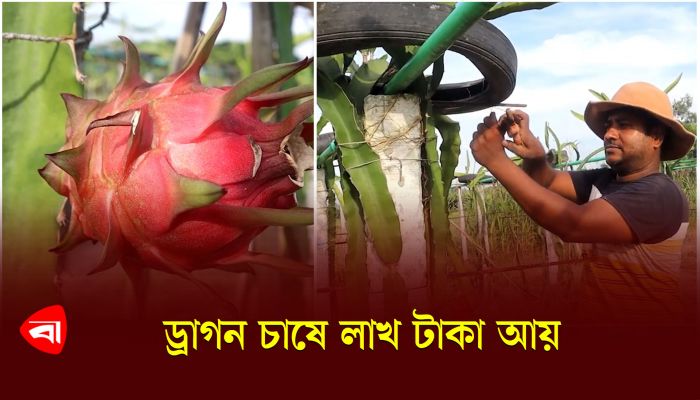 ড্রাগন চাষে লাখ টাকা আয় মাহমুদুলের