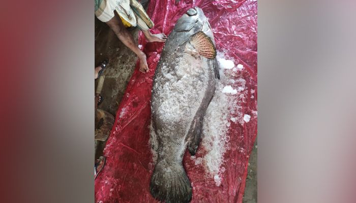 জেলের বড়শিতে ধরা পড়া ৯১ কেজি ওজনের বোল মাছ। প্রবা ফটো