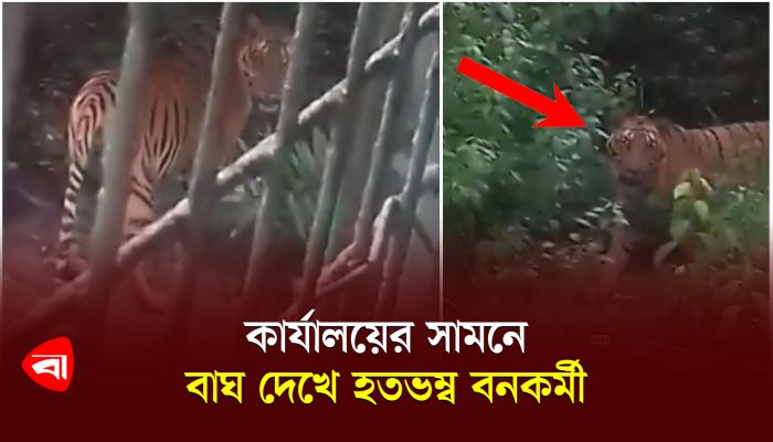 হঠাৎ কার্যালয়ের সামনে বাঘ দেখে হতভম্ব বনকর্মী