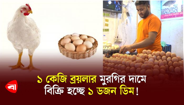 ১ কেজি ব্রয়লার মুরগির দামে বিক্রি হচ্ছে ১ ডজন ডিম! 