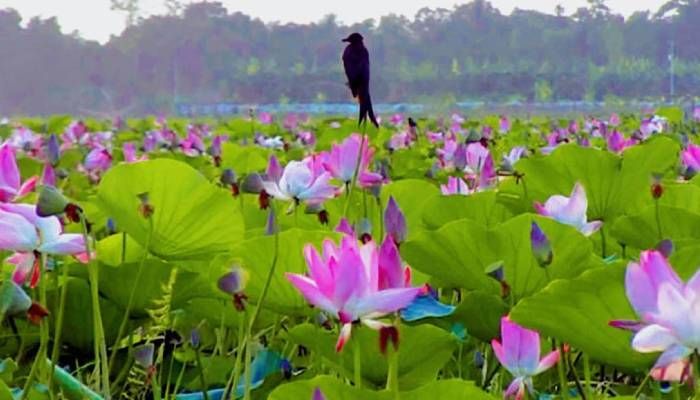 গোলাপি পদ্ম মন কেড়েছে পর্যটকের