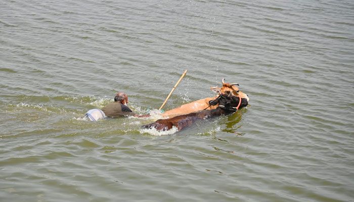 পশুর পরিচর্যায় ব্যস্ত খামারি