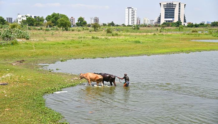 পশুর পরিচর্যায় ব্যস্ত খামারি