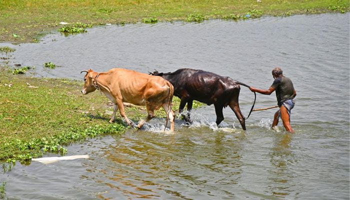 পশুর পরিচর্যায় ব্যস্ত খামারি
