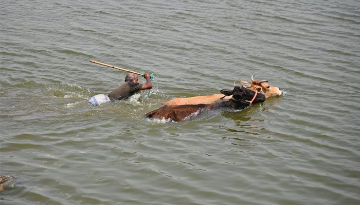 পশুর পরিচর্যায় ব্যস্ত খামারি