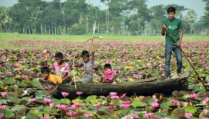 বিস্তৃত সবুজে রক্তিম শোভা