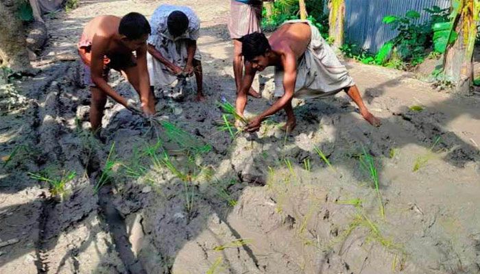 সড়কে ধানের চারা লাগিয়ে ভোগান্তির প্রতিবাদ