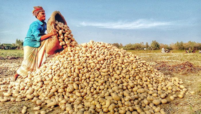 আলুর দাম ৩৬ টাকায় নেমে আসবে : ভোক্তা ডিজি
