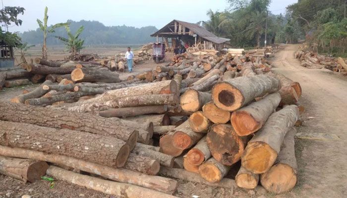 অবৈধ করাতকলে উজাড় হচ্ছে সামাজিক বনায়ন