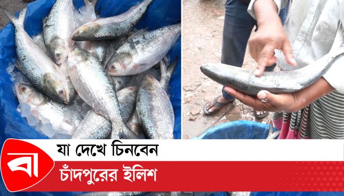 চাঁদপুরের পদ্মার ইলিশ চেনার উপায় 