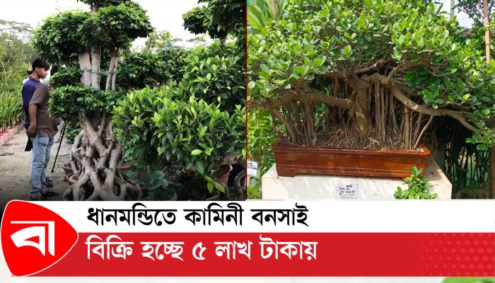 ধানমন্ডিতে কামিনী বনসাই বিক্রি হচ্ছে ৫ লাখ টাকায়