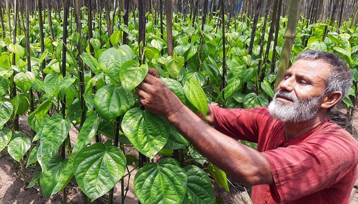 ধানের দেশে পানের চাষ