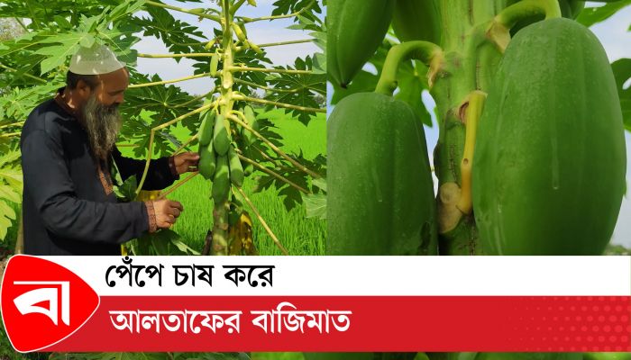 দিনাজপুরের স্মার্ট কৃষক আলতাফ! 
