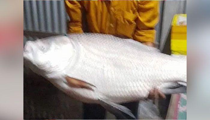 ২০ কেজির কাতল ৩৮ হাজারে বিক্রি