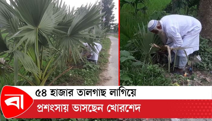 ৫৪ হাজার তালগাছ লাগিয়ে প্রশংসায় ভাসছেন খোরশেদ