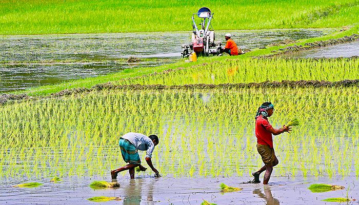 তিন মাসে ৮৮২৪ কোটি টাকার কৃষিঋণ বিতরণ
