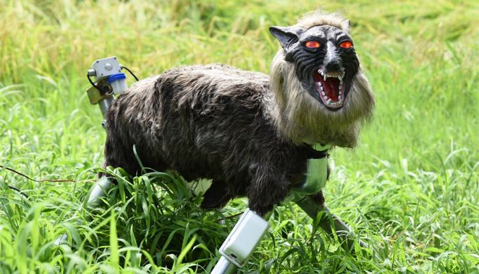 জাপানে ভাল্লুক তাড়াচ্ছে রোবট নেকড়ে