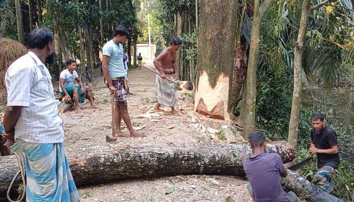 রায়পুরে ১০ লাখ টাকার গাছ ২ লাখে বিক্রি 