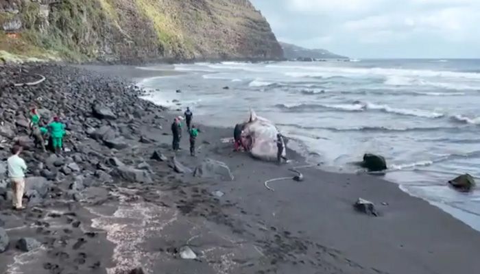 তিমির বমি সোনার চেয়েও দামি