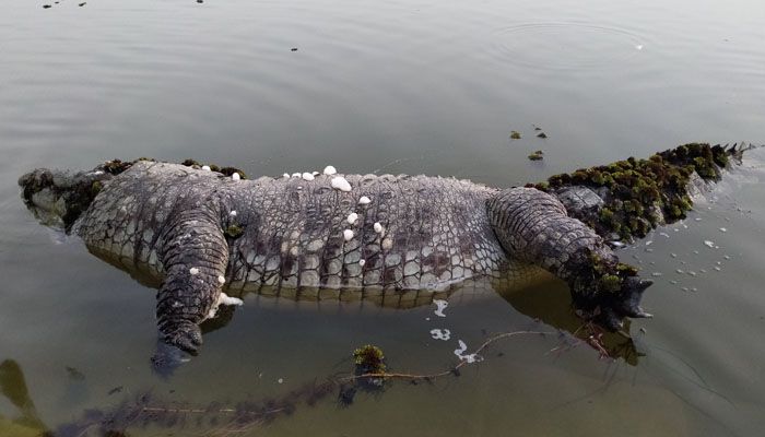 খানজাহান আলীর মাজারের কুমির মেরে ফেলার অভিযোগ