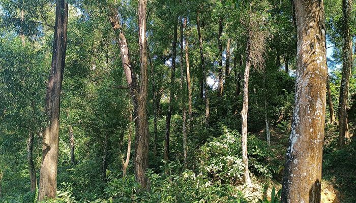 এক যুগ বন পাহারা দিয়েও তারা সুফল পাচ্ছেন না