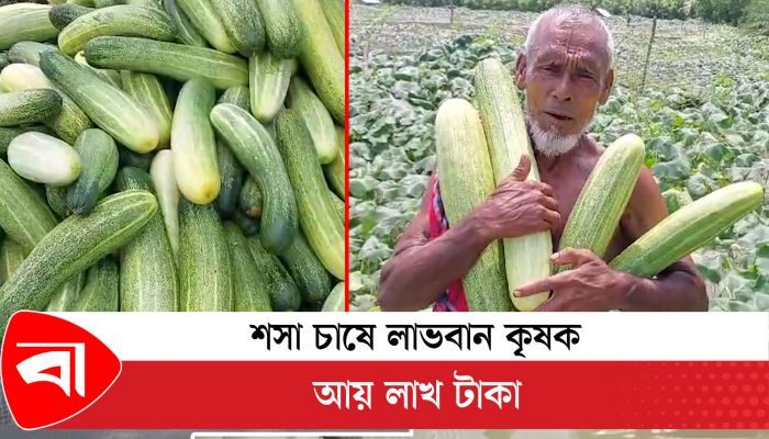 শসা চাষে লাভবান কৃষক, আয় লাখ টাকা 