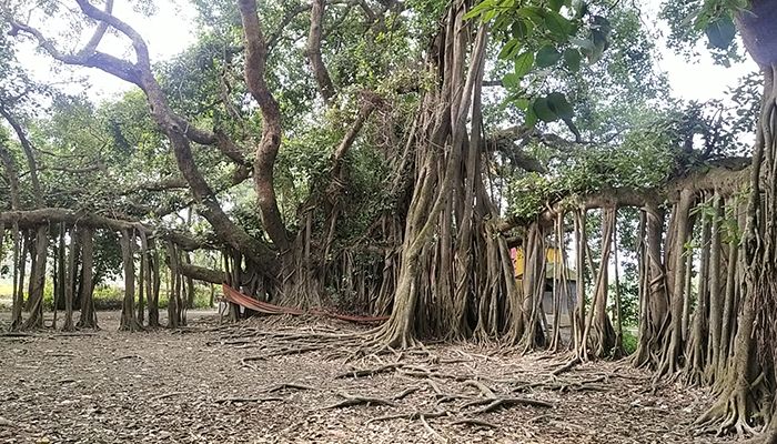 পাঁচ বিঘাজুড়ে বট-পাকুড়ের যুগলবন্দি 