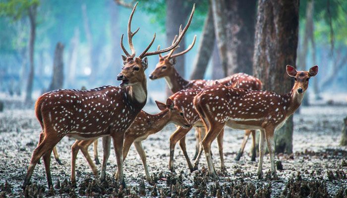 সুন্দরবনে হরিণ শিকারে গিয়ে গ্রেপ্তর ১০