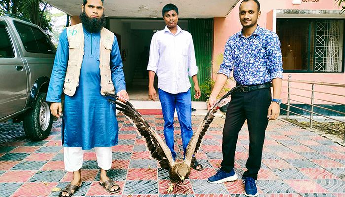 সুস্থ হয়ে প্রকৃতিতে ফিরে গেল ‘বিপন্ন’ ঈগল