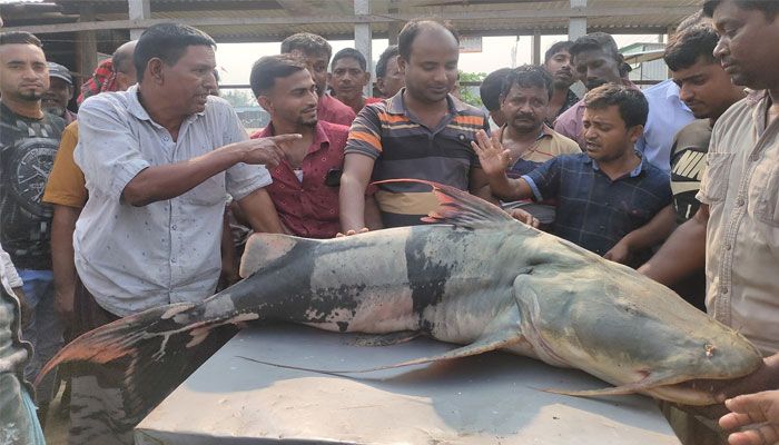 জেলের জালে ৪৫ কেজির বাঘাইড়, ৫০ হাজারে বিক্রি