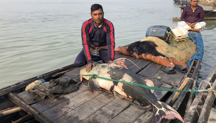 পদ্মায় ধরা পড়ল ৫৫ কেজির বাঘাইড়
