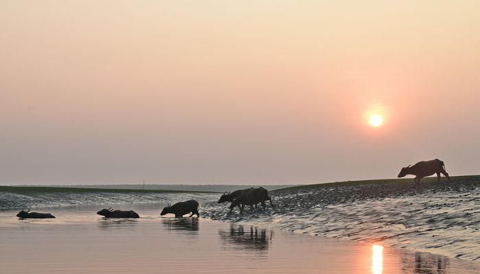দ্বীপ নিঝুম