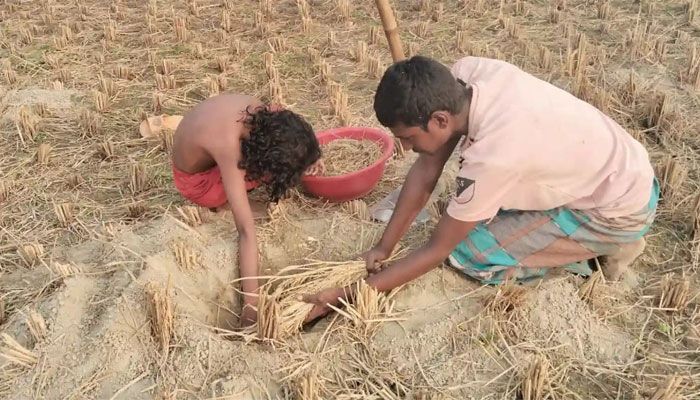 ইঁদুরের ধানে নবান্নের ঘ্রাণ