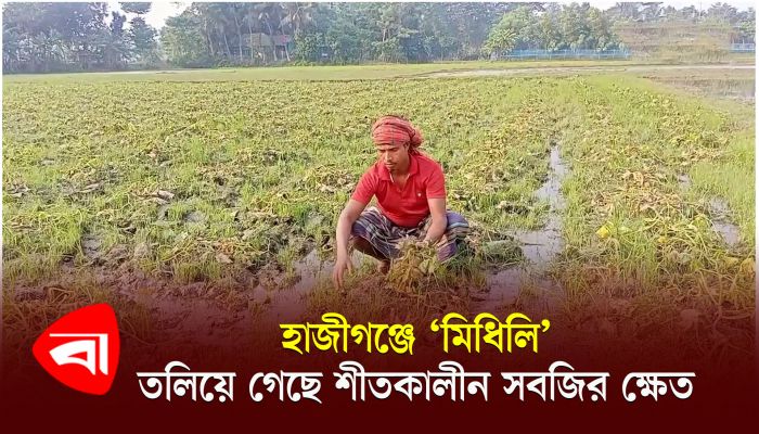 হাজীগঞ্জে ‘মিধিলি’, তলিয়ে গেছে শীতকালীন সবজির ক্ষেত