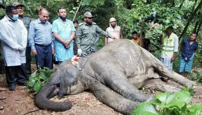 কাপ্তাইয়ে সেই হাতির মৃত্যু কার্ডিয়াক অ্যারেস্টে