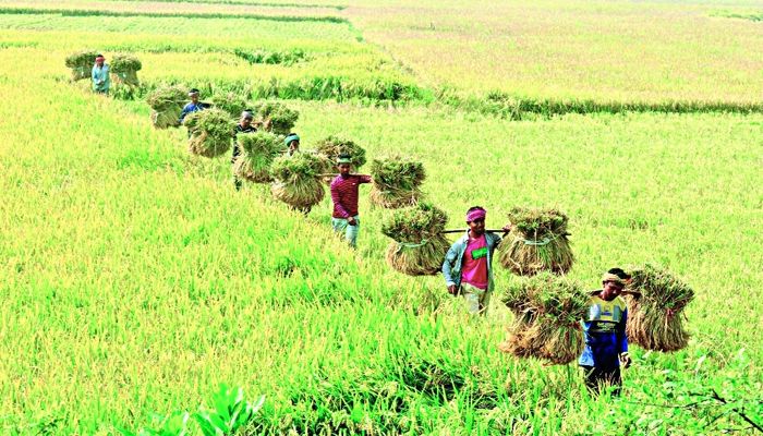 সদরপুরে রোপা আমনের বাম্পার ফলন, ধান কাটার মহোৎসব