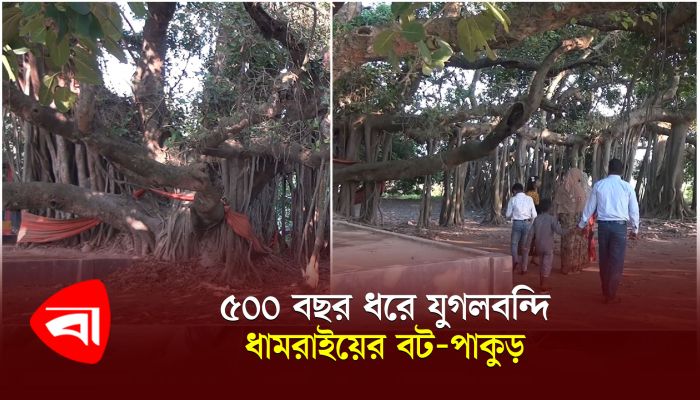 ৫০০ বছর ধরে যুগলবন্দি ধামরাইয়ের বট-পাকুড়