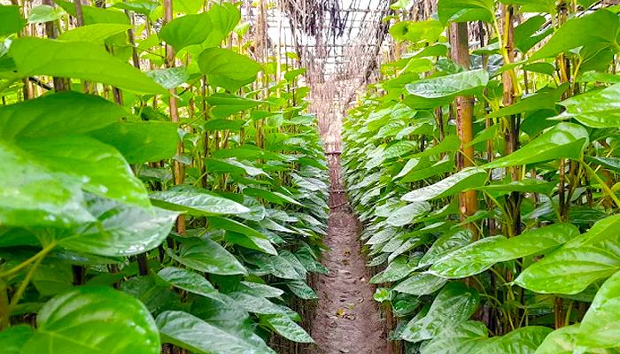 রপ্তানিতে এগিয়েছে পান