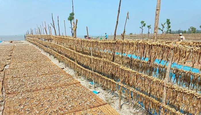 মৌসুমি সংসারে শুটকি তৈরির ধুম